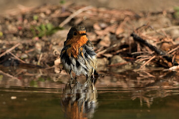 petirrojo bañándose en el estanque del parque  (Erithacus rubecula) Ojén Andalucía España  