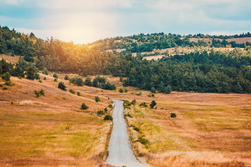 Straight empty road. Green forest, sunlight and field with dry grass. Travel and adventure. New way and future concept