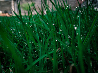dew on grass