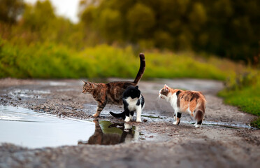 three street cats walk along the road in the park among puddles arguing with each other