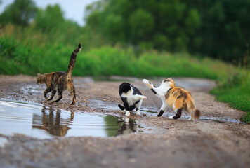 three cats walk along the road in the village among puddles arguing with each other