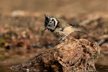  Herrerillo capuchino bebiendo en el estanque (Lophophanes cristatus) Ojén Andalucía España 