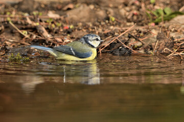  Herrerillo bebiendo y bañándose en el estanque del parque (Cyanistes caeruleus) Ojén Andalucía España