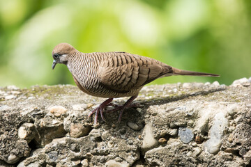 Young Brown Pigeon bird on old wall cement