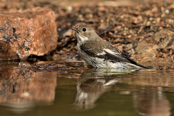  papamoscas cerrojillo bebiendo y bañándose en el estanque del bosque  (Ficedula hypoleuca) Ojén Andalucía España 