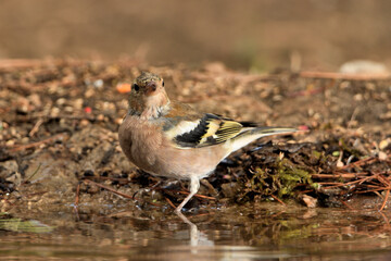 pinzón común bebiendo agua en el estanque del parque (Fringilla coelebs) Marbella Andalucía España