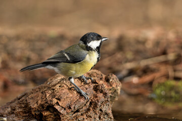  carbonero común posado en una piedra del parque (Parus major) Ojén Andalucía España 