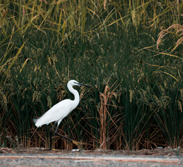 Image of a bird walking in a rice field looking for food