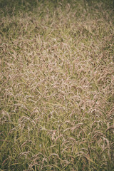 Image of a rice field to use as a wallpaper