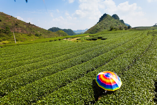 Umbrella Color In The Tea Hill In Mocchau , Vietnam