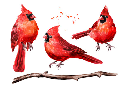Premium Vector  Cardinal bird, vintage illustration poster.