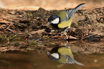 carbonero reflejado y bebiendo agua en el estanque del parque  (Parus major) Ojén Andalucía España