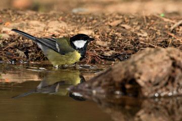  carbonero bebiendo agua en el estanque del parque  (Parus major) Ojén Andalucía España