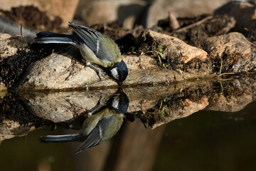  carbonero bebiendo agua y reflejado en el estanque del parque  (Parus major) Ojén Andalucía España