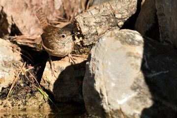 chochín común en las piedras del estanque del parque (Troglodytes troglodytes) Ojén Andalucía España 