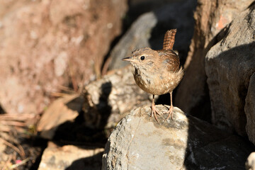  chochín común en las piedras del estanque del parque (Troglodytes troglodytes) Ojén Andalucía España 