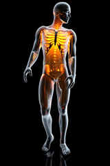 Fototapeta na wymiar 3D Anatomy Illustration of the human body