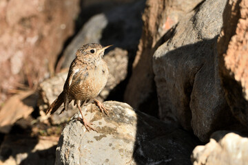   chochín común en las piedras del estanque del parque (Troglodytes troglodytes) Ojén Andalucía España 