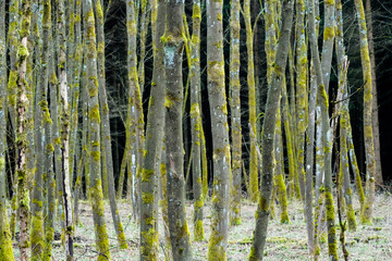 Fototapeta premium Wald, Laubwald, Bäume, unwirklich