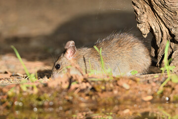 rata de campo comiendo y bebiendo en el estanque del bosque  (Rattus rattus)  Ojén Andalucía España 