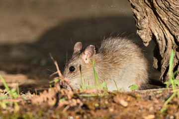  rata de campo comiendo y bebiendo en el estanque del bosque  (Rattus rattus)  Ojén Andalucía España 