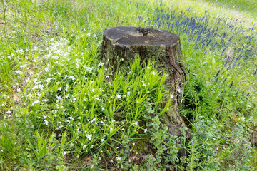 A forest stump stands among white flowers.