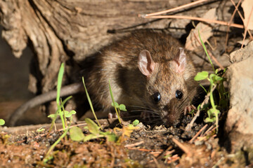  rata de campo comiendo y bebiendo en el estanque del bosque  (Rattus rattus)  Ojén Andalucía España 