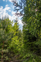 The sun breaks through the branches of a spruce pine forest.