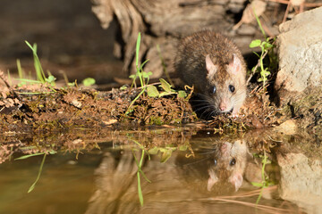  rata de campo comiendo y bebiendo en el estanque del bosque  (Rattus rattus)  Ojén Andalucía España 