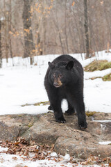 Fototapeta na wymiar Black Bear (Ursus americanus) on Rock Paw Forward Winter