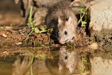 Naklejka na ściany i meble rata de campo comiendo y bebiendo en el estanque del bosque (Rattus rattus) Ojén Andalucía España 