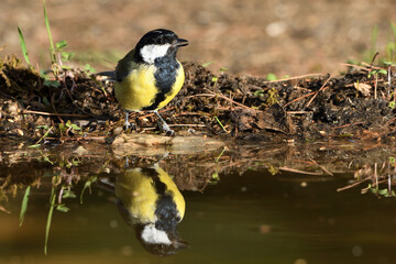  carbonero bebiendo agua en el estanque del parque  (Parus major) Ojén Andalucía España