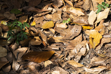 autumn leaves in the forest