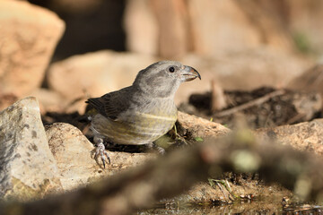 piquituerto hembra bebiendo en el estanque del bosque (Loxia curvirostra) Ojén Andalucía España 