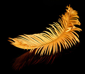 cicus palm leaves on black background