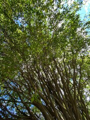 trees in the forest