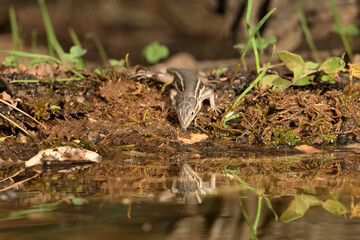  lagartija común bebiendo agua en el estanque del parque (Podarcis hispanicus) Ojén  Andalucía España 