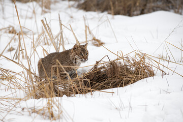 Bobcat (Lynx rufus) Crouches Behind Clump of Weeds Winter