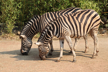 Fototapeta na wymiar Zwei Chapman Zebras in einem Zoo