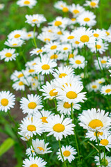 Chamomile flowers close-up. Background. Summer wildflowers.