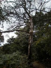 Obraz premium The forest of Paimpont, considered to be the mythical forest of Brocéliande. Focus on a dead tree.