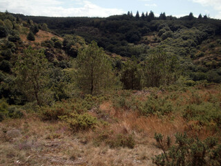 The forest of Paimpont, considered to be the mythical forest of Brocéliande. View from a hill.