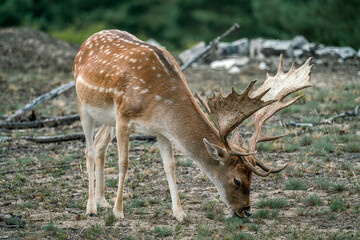 Young deer in a german forest in Brandenburg Germany