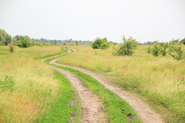 A road through a large green field of cereal wheat that spikes under a bright sky.