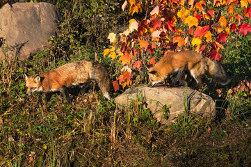 Red Foxes (Vulpes vulpes) Walk Across Island Autumn