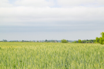 Fototapeta premium A large green field of cereal wheat is heading under a bright sky.