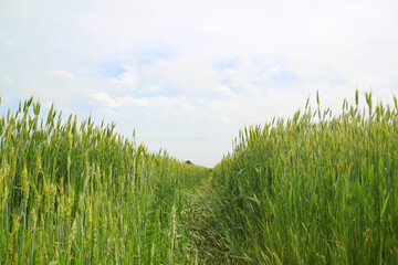 A large green field of cereal wheat is heading under a bright sky.