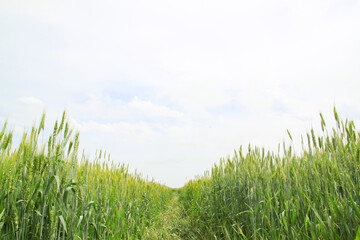 A large green field of cereal wheat is heading under a bright sky.