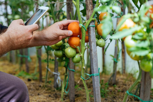 Farmer taking smartphone picture of tomatos on a plant
