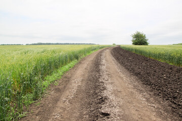 A road through a large green field of cereal wheat that spikes under a bright sky.